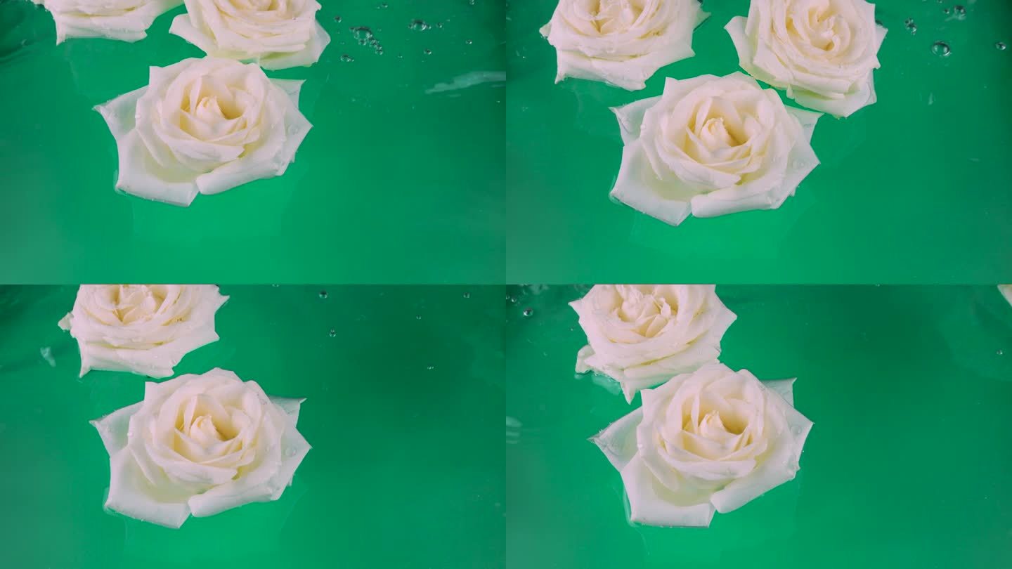 白色的玫瑰花漂浮在水中，背景是绿色的。