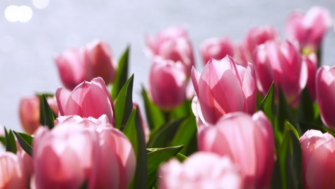 春天治愈系的湖水边逆光明亮的郁金香花朵