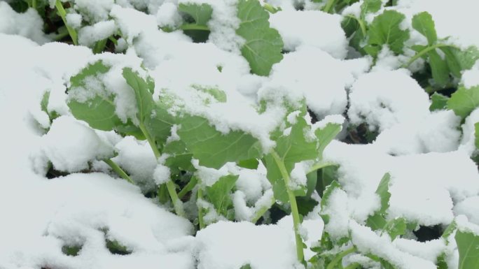 农田 冬季大雪 雪里油菜苗 油菜田积雪