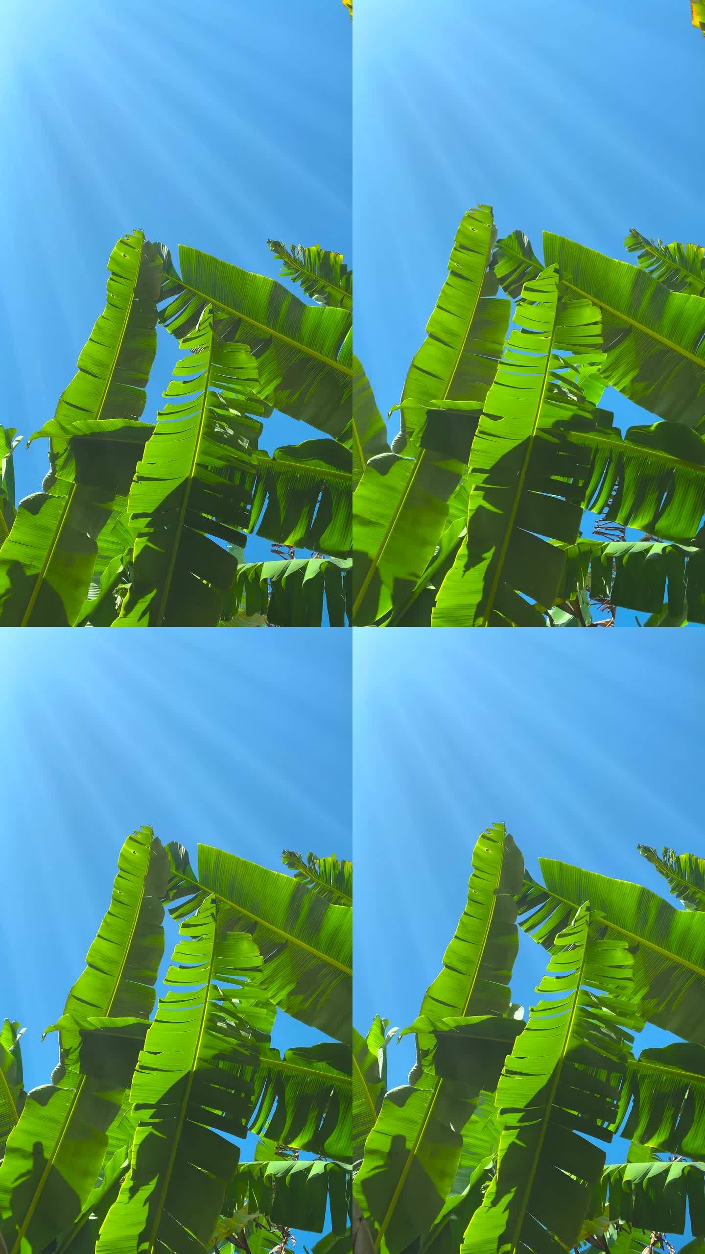 绿色的芭蕉叶随风摇曳，蓝天和阳光