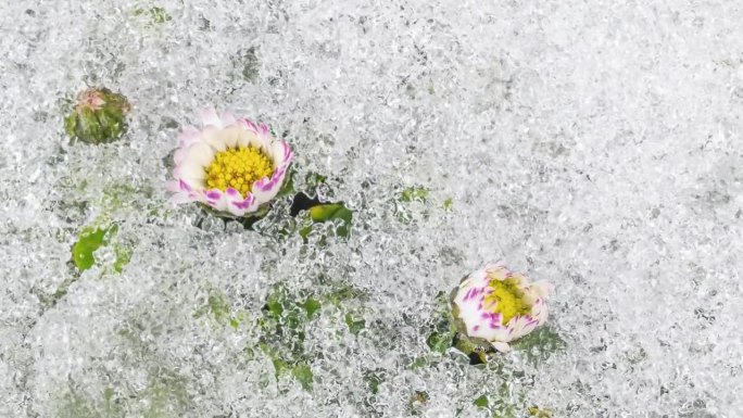 在绿色的春天草地上，雪融化得很快，白色的雏菊花盛开得很快