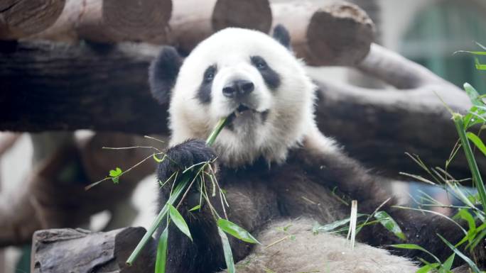 【4k超清】大熊猫吃竹子竹笋