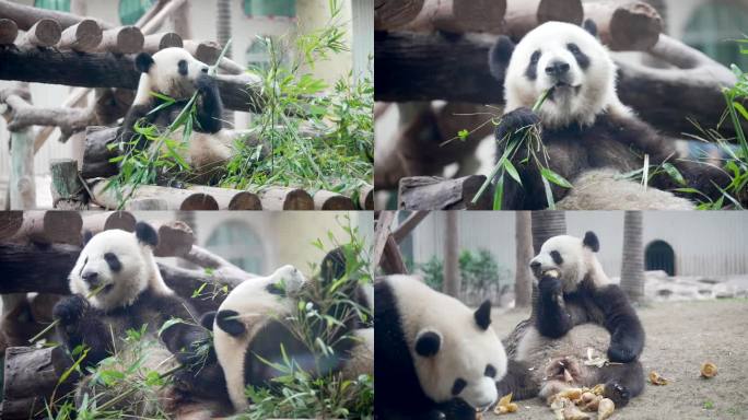 【4k超清】大熊猫吃竹子竹笋