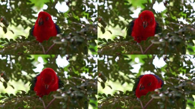 野生摩鹿加王鹦鹉(alisterus amboinensis)有着引人注目的羽毛，栖息和居住在森林的