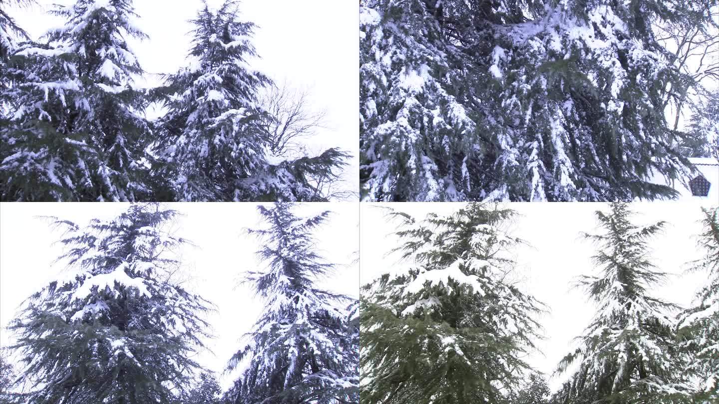 公园 雪景 白雪 树上积雪 雪压青松