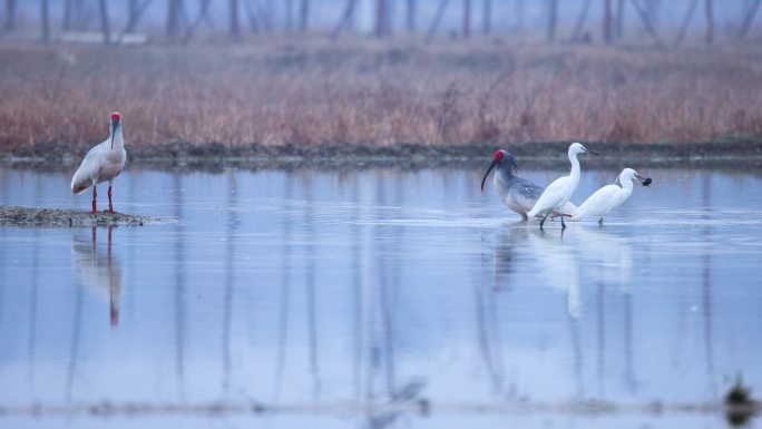 东方宝石、国宝朱鹮池塘抓泥鳅