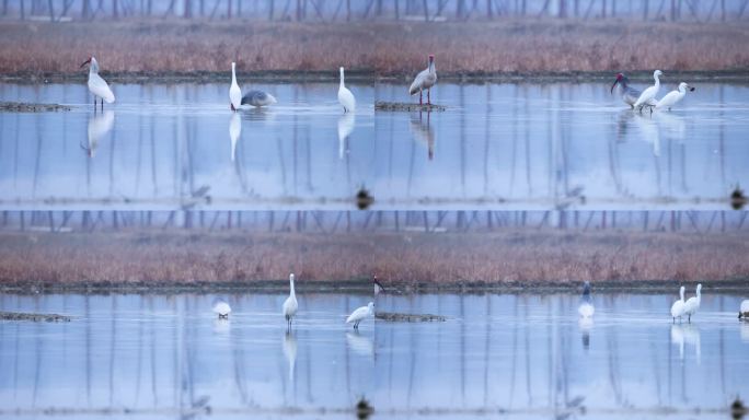 东方宝石、国宝朱鹮池塘抓泥鳅