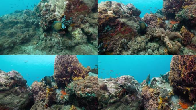 一条法国天使鱼在一次漂亮的潜水中靠近礁石游泳。在佳能R5上以4K拍摄。
