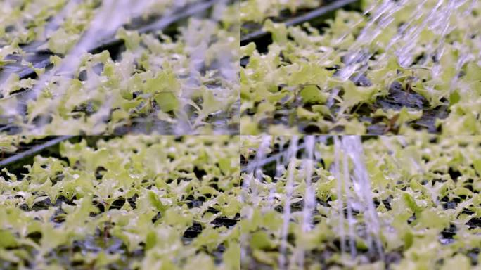 根部急切地吸收水分，促进水培莴苣的生长