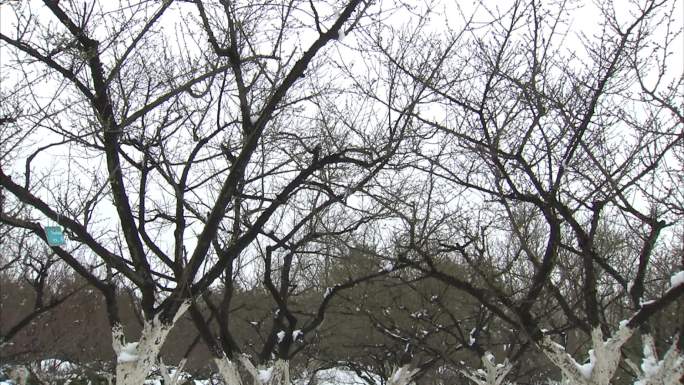 合肥植物园 梅园雪景 雪中腊梅 腊梅花苞