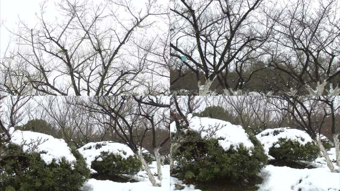 合肥植物园 梅园雪景 雪中腊梅 腊梅花苞