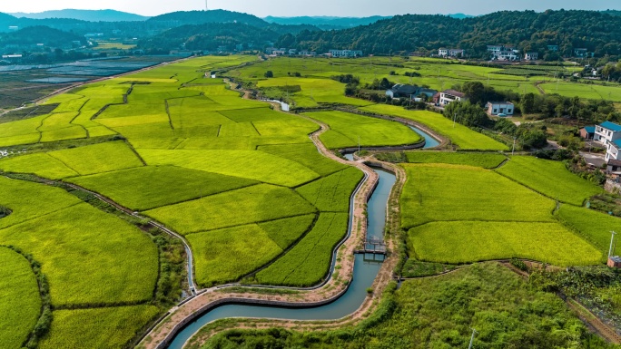 水稻大三农稻田