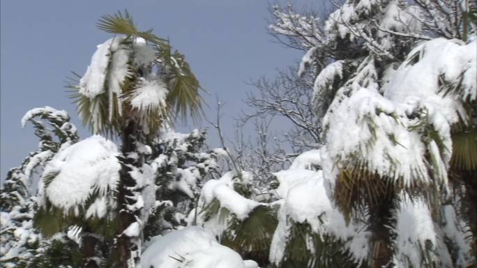 冬季 公园 雪景 白雪 树木被大雪覆盖