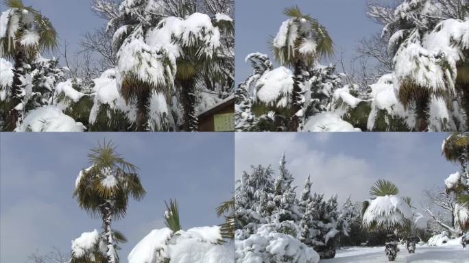 冬季 公园 雪景 白雪 树木被大雪覆盖