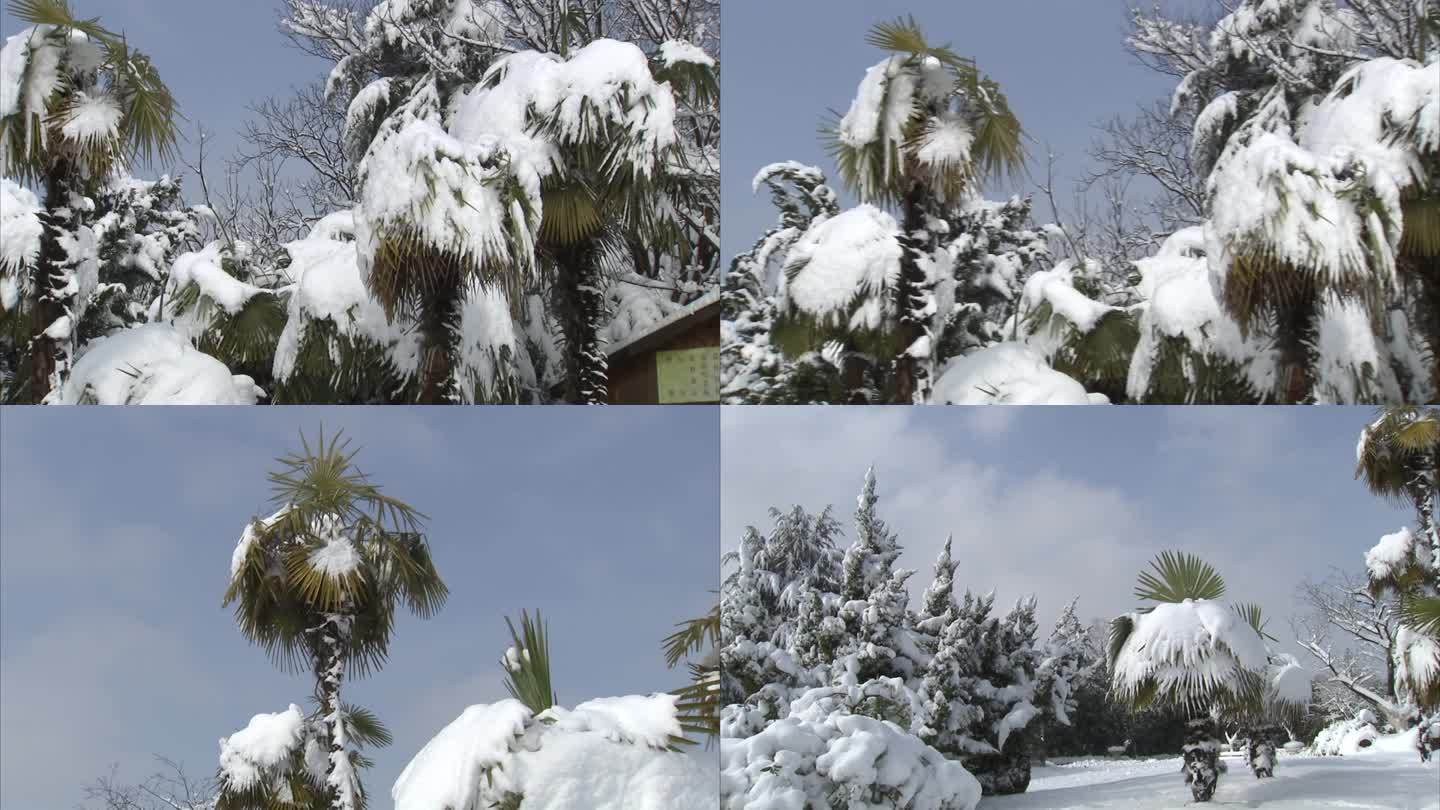 冬季 公园 雪景 白雪 树木被大雪覆盖
