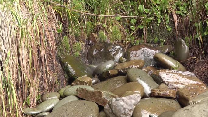 水滴落在石头上。奥林匹克国家公园，美国华盛顿