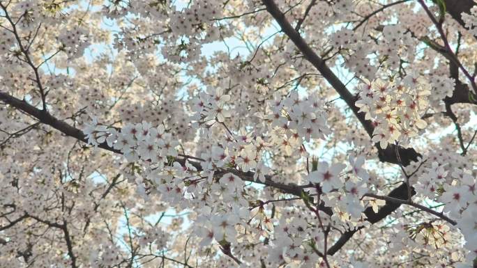 西安春季樱花素材
