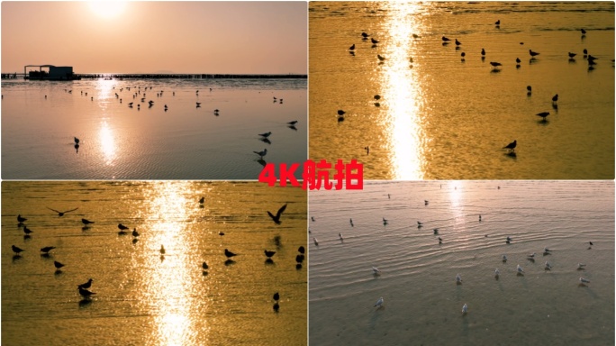 清晨日出金色海滩海鸥海鸟