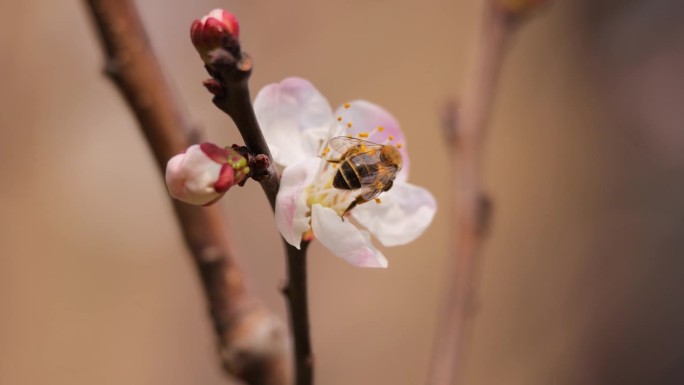 春天，蜜蜂在一朵粉红色的花上采集花蜜
