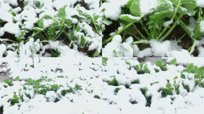 农田 冬季大雪 雪里油菜苗 油菜田积雪