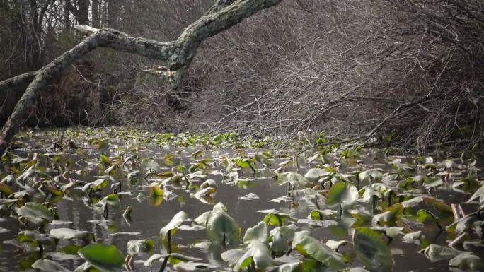 初春湖面上睡莲的嫩叶。美国新泽西州的卡耐基
