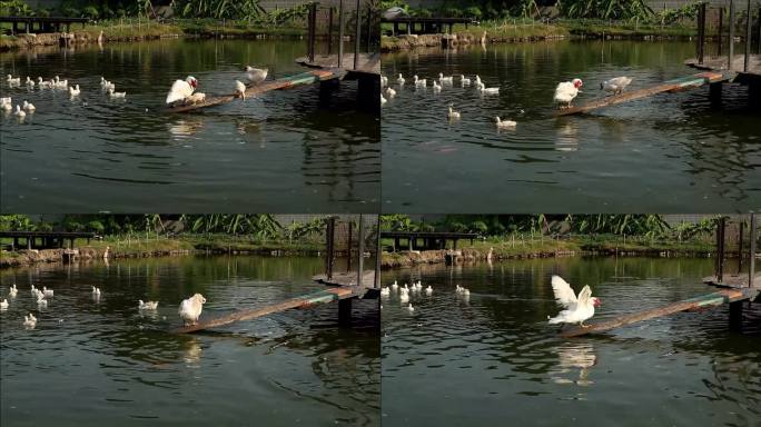 一只白番鸭和一群走进池塘的小鸭子一起梳理羽毛的镜头