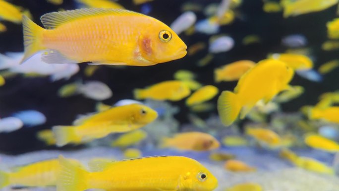 海洋水族馆热带鱼慈鲷非洲马拉维湖非洲王子