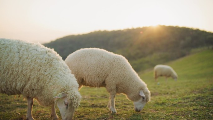 风景优美的乡村里的绵羊和羊羔