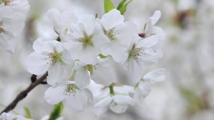 春天唯美樱花特写 洁白的染井吉野