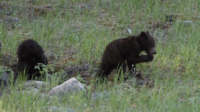 两只小灰熊在郁郁葱葱的草地上嬉戏，它们的滑稽动作在暮色中显得格外醒目。兄弟姐妹嗅着空气，用鼻子蹭着对