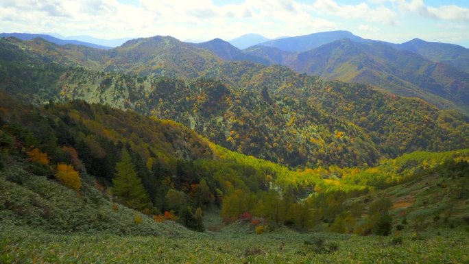 山坡上五彩缤纷的秋林:志贺县，涩笼县