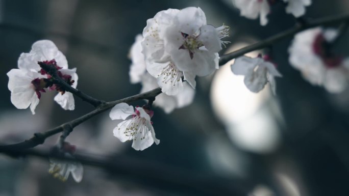 春天樱花的特写盛开的樱花风中摇曳