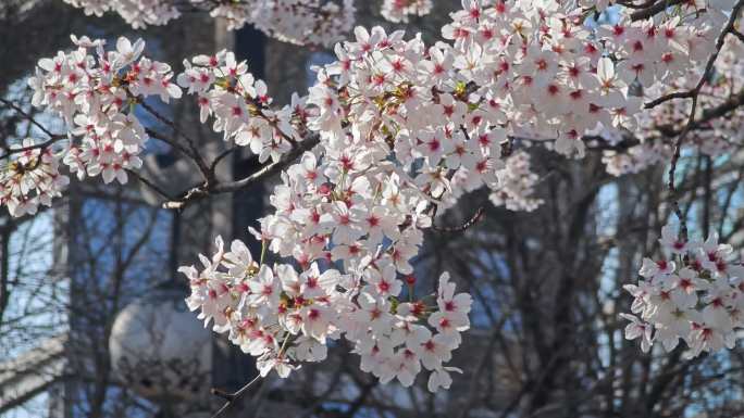 春天阳光灿烂樱花合集
