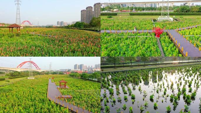 南宁那考河湿地公园花海