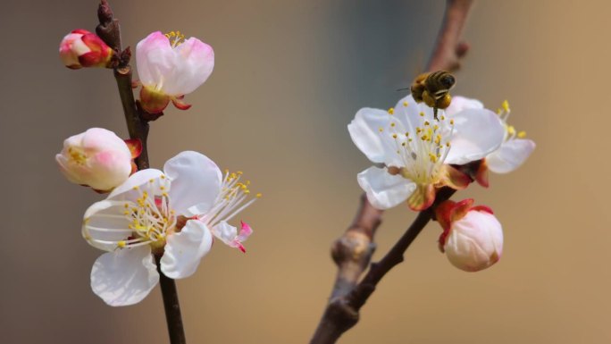 美丽的樱花在春天，特写