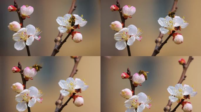 美丽的樱花在春天，特写