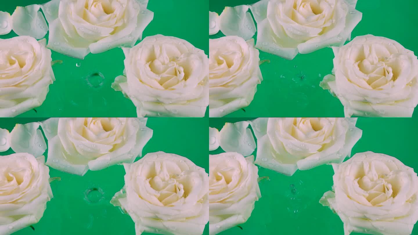 在绿色的背景上，白色玫瑰的花朵和花瓣漂浮在水中。水滴落在玫瑰和水面上。