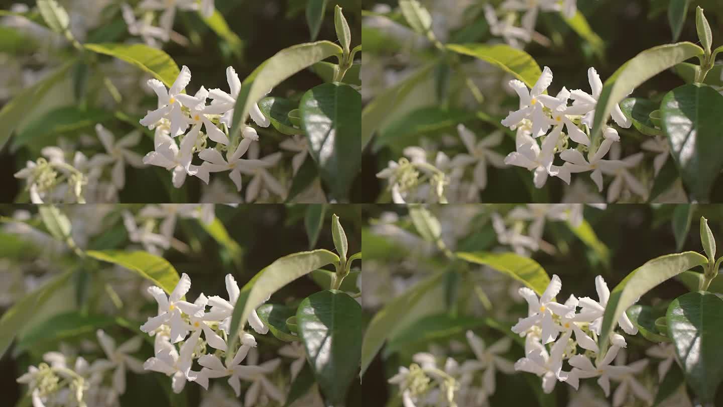 茉莉花在风中摇曳。