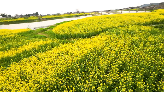 四川邛崃4k航拍油菜花花海春日春景