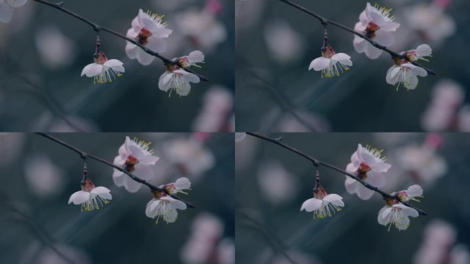 春天的樱花镜头特写唯美画面樱花盛开