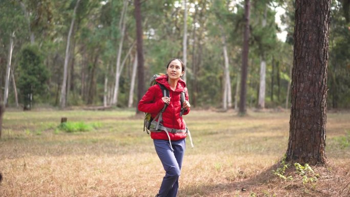 女徒步旅行者在松树林中徒步旅行