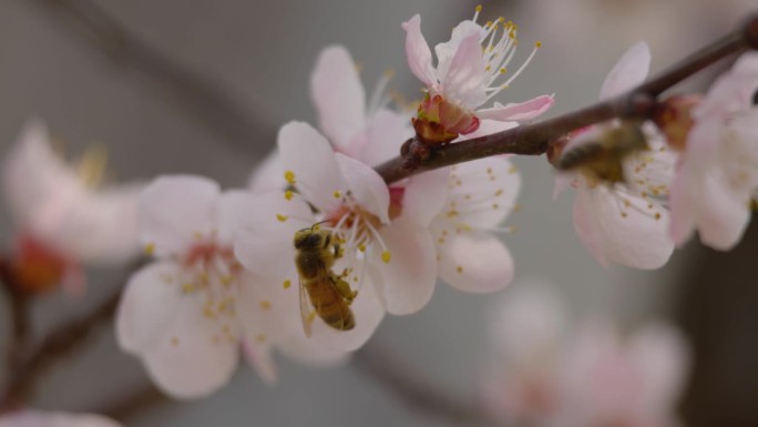 蜜蜂在春天从一朵樱花上采集花蜜