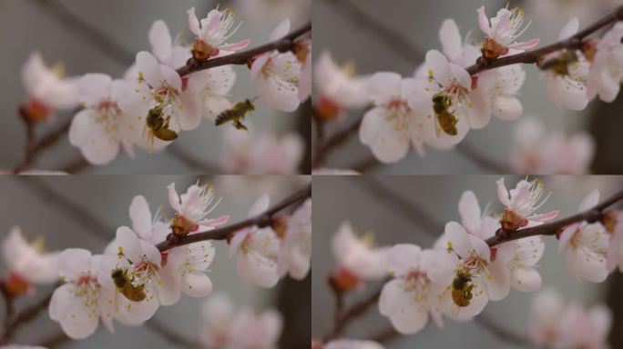 蜜蜂在春天从一朵樱花上采集花蜜