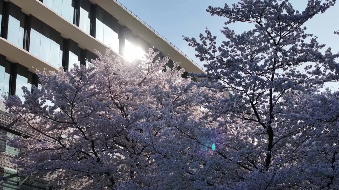 【原创8镜】杭州阿里巴巴西溪园区春天樱花