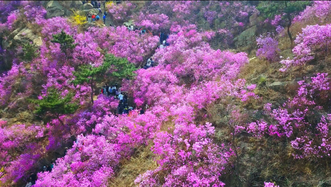 【原创4K】春天杜鹃花开大珠山杜鹃花