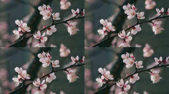 春天的樱花桃花万物复苏春暖花开
