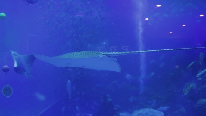 海洋馆水族馆海洋鱼热带鱼保温魟黄线窄尾