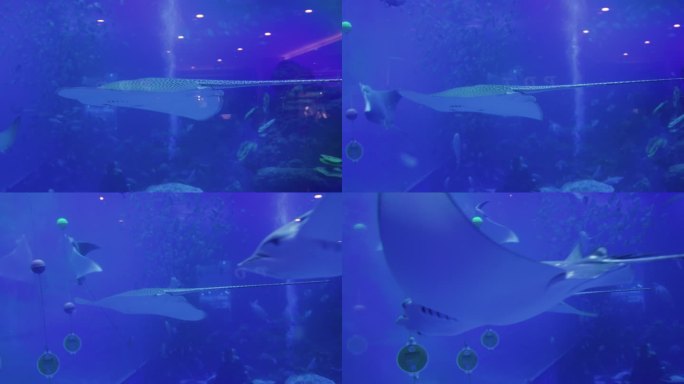 海洋馆水族馆海洋鱼热带鱼保温魟黄线窄尾