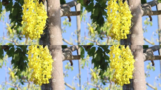 春天盛开的金链树