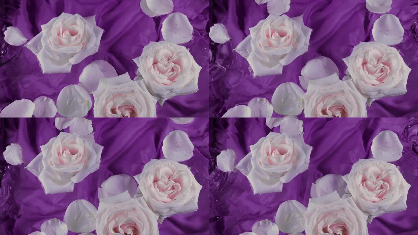 白玫瑰的花朵和花瓣漂浮在深紫色丝绸的背景下，在暮色中水面泛起涟漪。